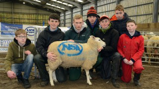 HCC to showcase £9.2 million red meat project at NSA event
