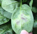 AHDB launches £300,000 drive to control downy mildew and blight