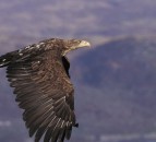 Report recognises white-tailed eagles predation of healthy sheep
