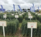 A look at the history of wheat at Cereals
