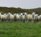 New ram Estimated Breeding Values announced
