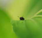 New PhD course launched on oilseed rape pest
