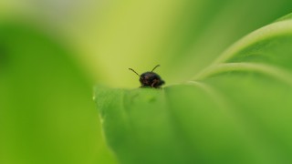New PhD course launched on oilseed rape pest