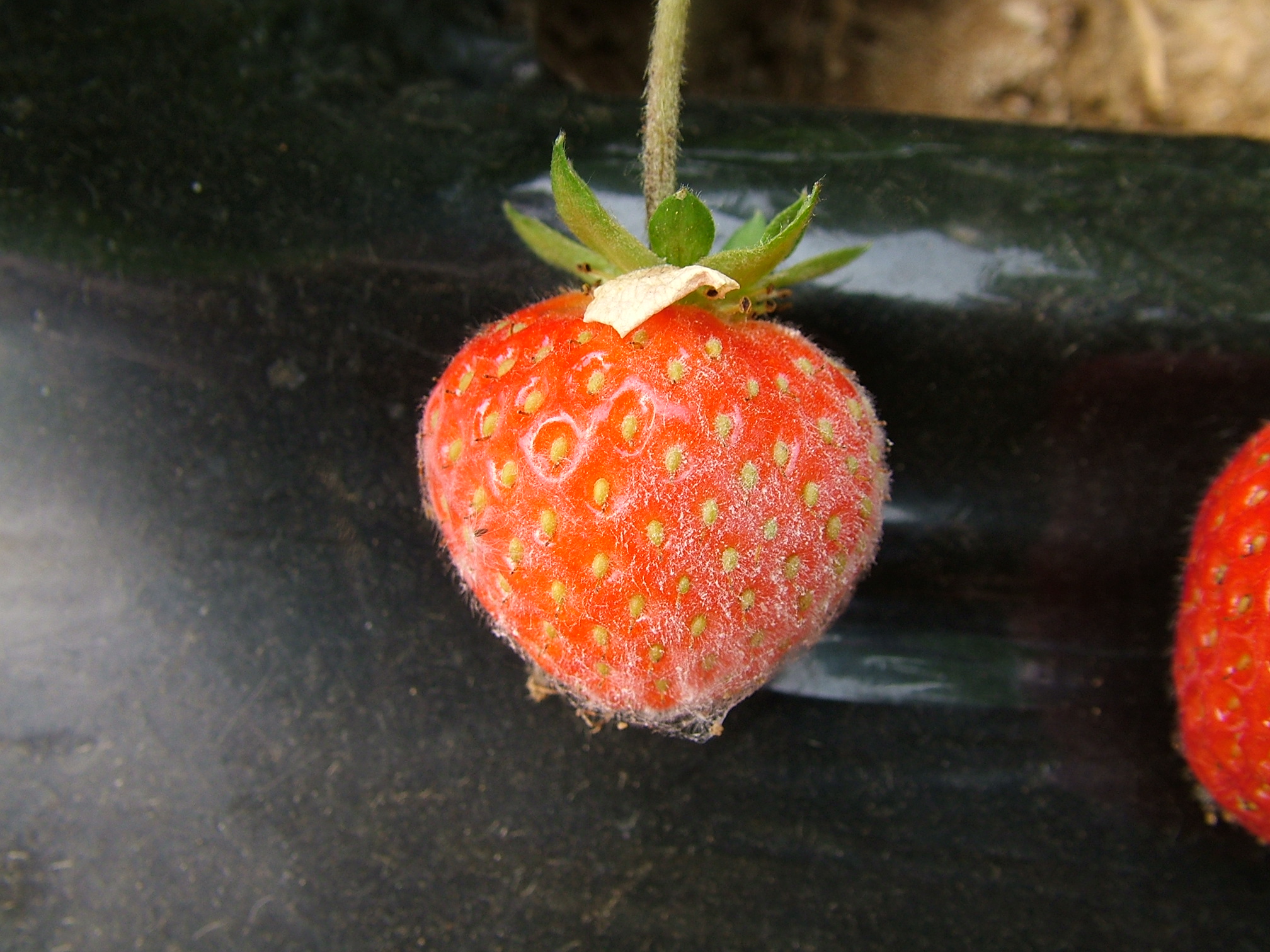 AHDB to transfer royalties to horticulture industry
