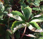 New strawberry disease control programme could halve costs