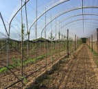 New centre to increase the sustainability and productivity of tree fruit