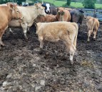 Graphic images: Calves targeted in ‘crossbow attack’