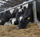 Dairy cow cull in China as demand for beef soars