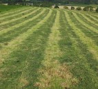Pre-mowing vs. topping: Which is the better option?