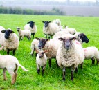 How to improve your flock performance