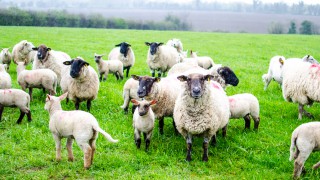 Scottish cabinet secretary gives his backing to the sheep sector in NSA meeting