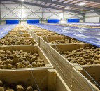 November date set for British Potato Show