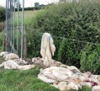 Operation Stock: 25 more sheep illegally slaughtered