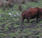 West Yorkshire farmer sentenced for animal welfare offences