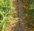 France to seek €1 billion CAP advance as severe drought continues