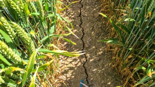 France to seek €1 billion CAP advance as severe drought continues