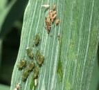 Volunteers needed to catch cereal aphids red-handed