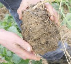 Study finds clubroot is patchy, diverse and requires targeted treatment