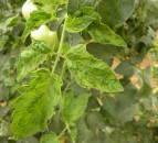 First UK outbreak of Tomato Brown Rugose Fruit Virus confirmed