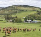 Highly regarded farming estate on the market...with a deer enterprise