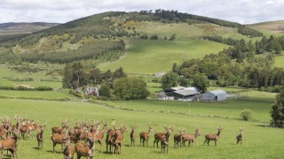 Highly regarded farming estate on the market…with a deer enterprise