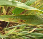 Looking and planning ahead for ramularia control without chlorothalonil
