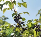 British blackcurrant harvest beats climate change predictions