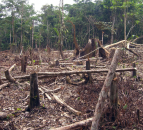Deforestation in Brazil soars dramatically in first half of July
