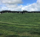 Is pre-mowing paddocks a pointless exercise?