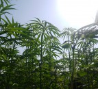 UK's largest hemp farm forced to destroy crop