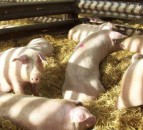Pig Health and Welfare Council launches biennial report at the Great Yorkshire Show