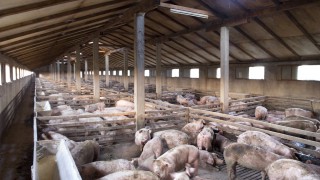 China reports new outbreak of African swine fever
