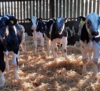 Morrisons opens up beef supply chain to Arla 360 farmers