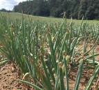 AHDB pledges to reform in response to request for views