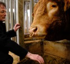 Cow gut DNA study finds bugs that could up meat and milk yields
