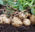 Future of chemistry focus at Potatoes in Practice