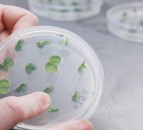 Petition launched to ‘edit’ plant-breeding ruling