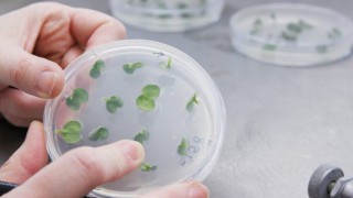 Petition launched to ‘edit’ plant-breeding ruling