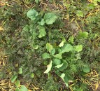 Catch crops: Getting down to the roots
