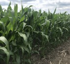 Grain price: WASDE report doesn’t help prices