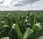 US corn price drops dramatically