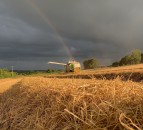 Grain price: No pot of gold at the end of the rainbow