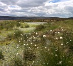£40 million Green Recovery Challenge Fund opens for applications