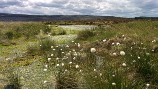 Cash incentive for landowners to restore UK peatland