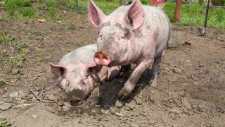 Bulgaria ‘could lose entire pig breeding industry’ as ASF rages