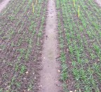 Nottingham university warns of 'forgotten disease' in cereals