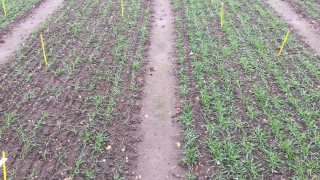 Nottingham university warns of ‘forgotten disease’ in cereals