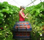 Seasonal worker shortage sees eastern Europeans flown into UK