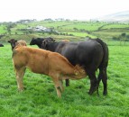 What is best practice when it comes to weaning my suckler calves?