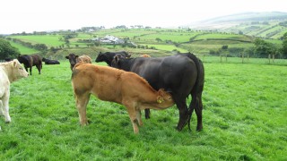What is best practice when it comes to weaning my suckler calves?